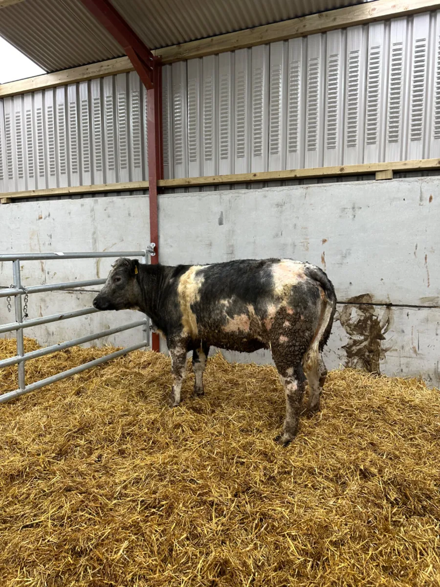 Springing blue grey heifer - Image 2