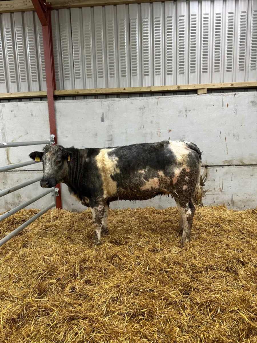 Springing blue grey heifer - Image 1