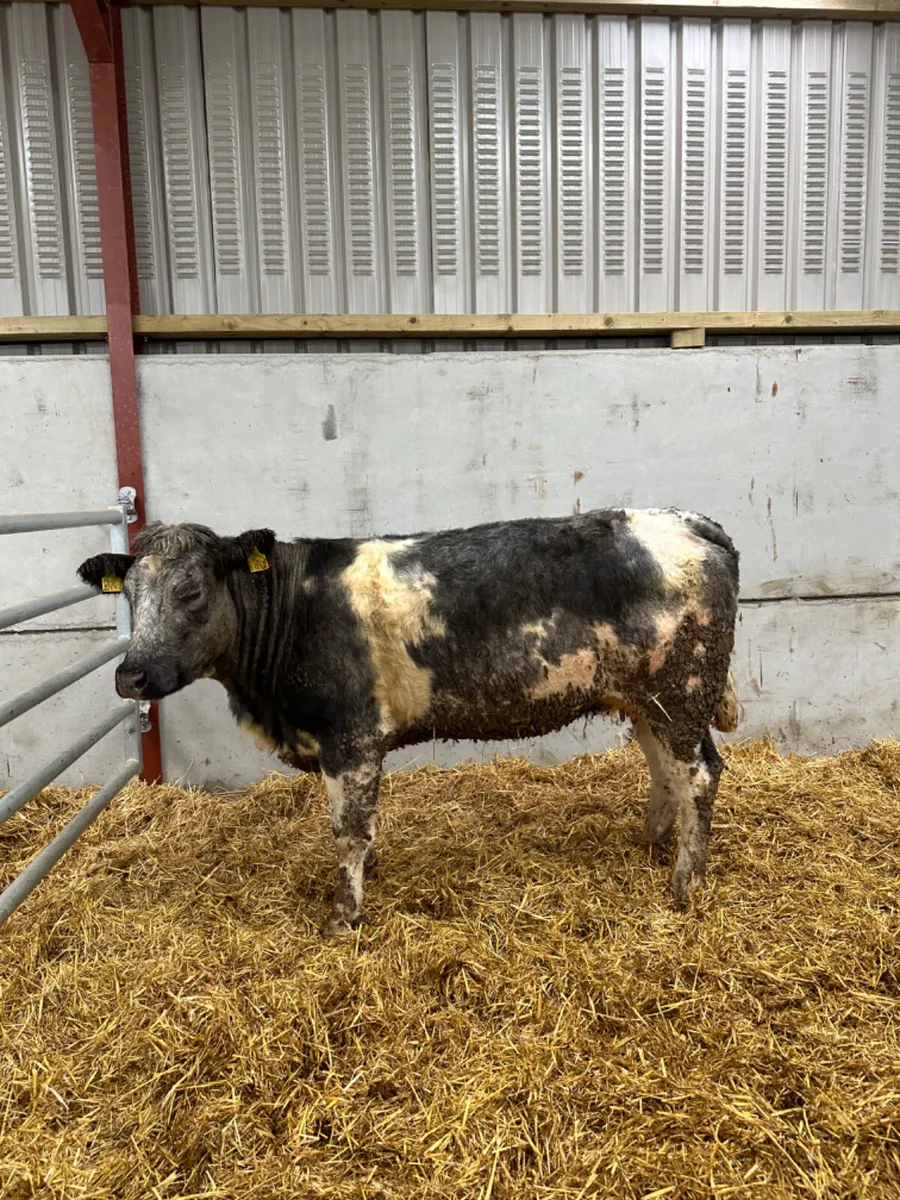 Springing blue grey heifer - Image 3