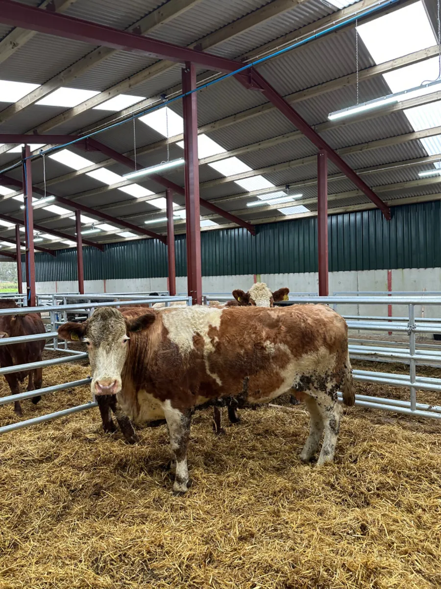 Springing Simmental cows - Image 2