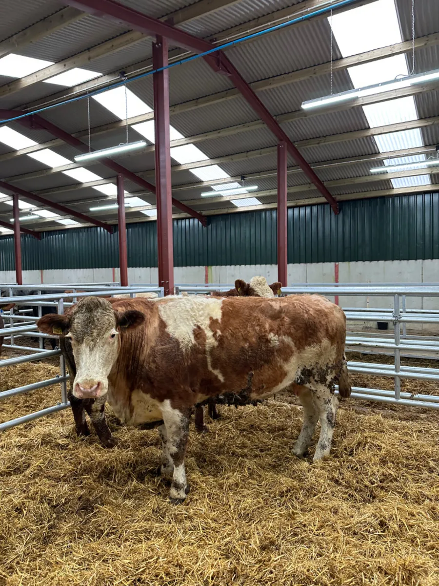 Springing Simmental cows - Image 1