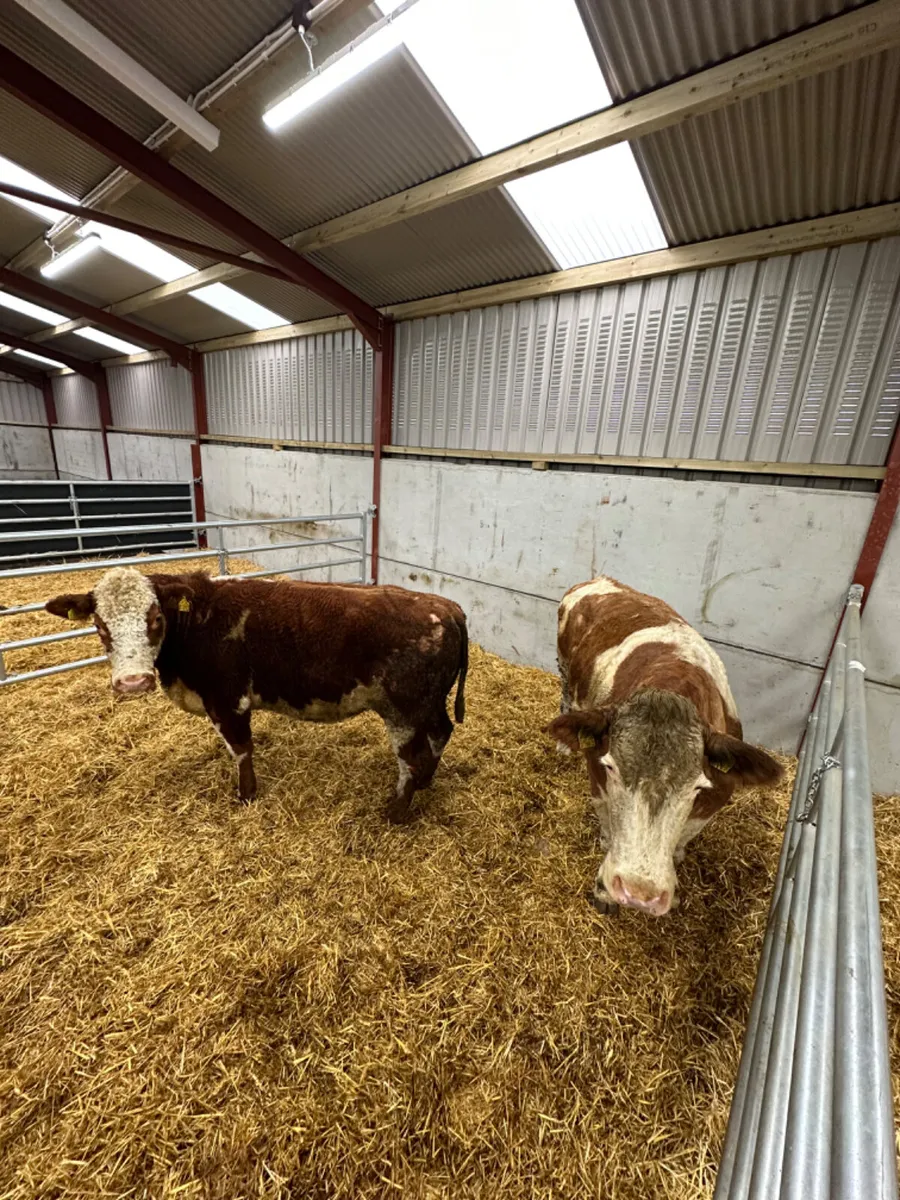 Springing Simmental cows - Image 3