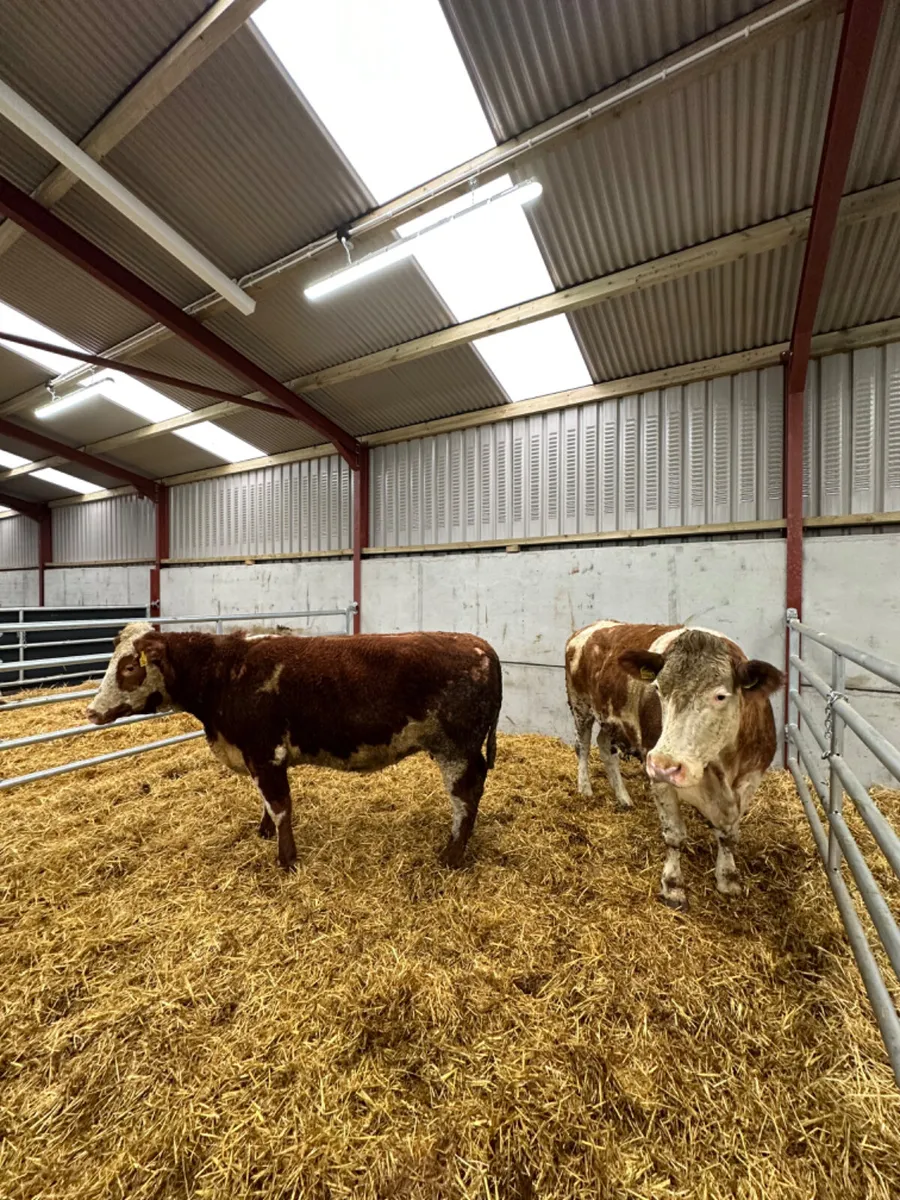 Springing Simmental cows - Image 4