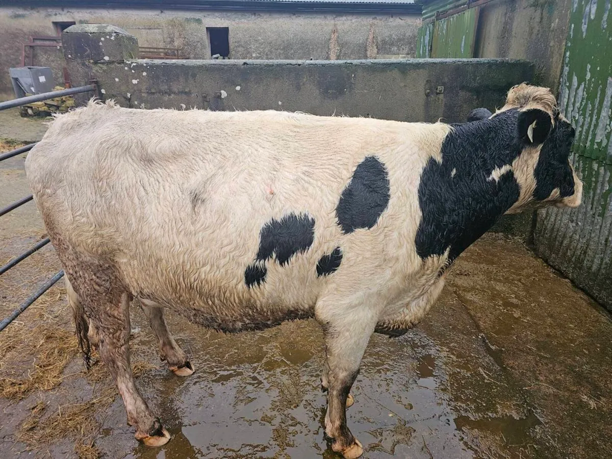 In calf heifer for sale - Image 1