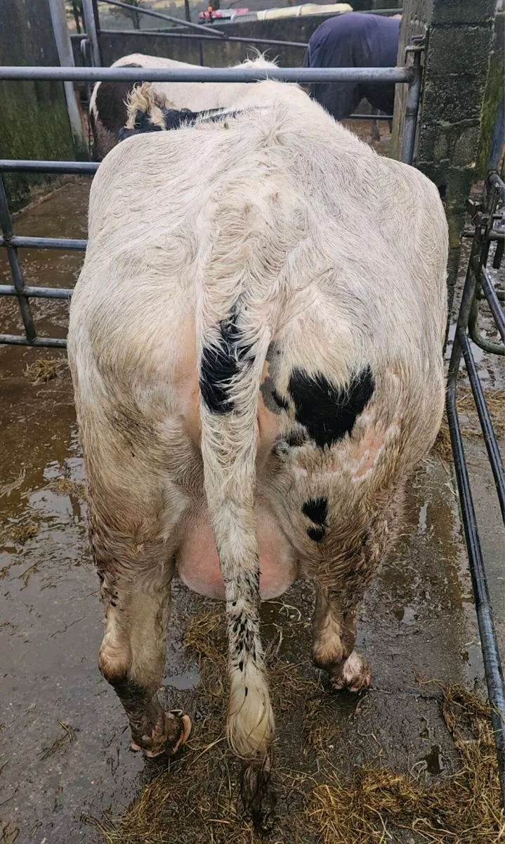 In calf heifer for sale - Image 4