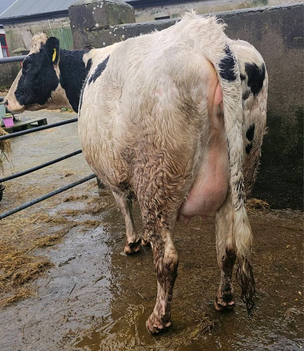 In calf heifer for sale - Image 3