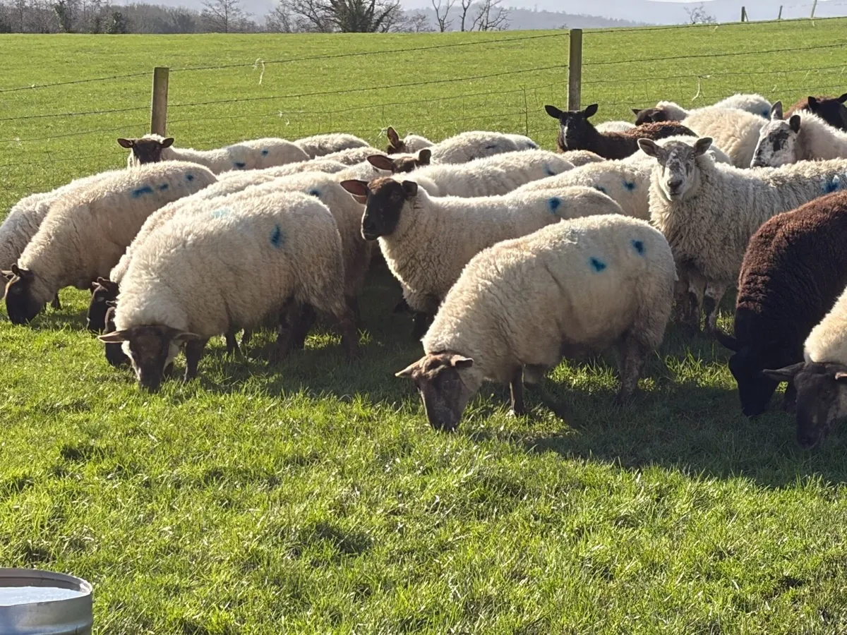 Ewes in lamb - Image 2