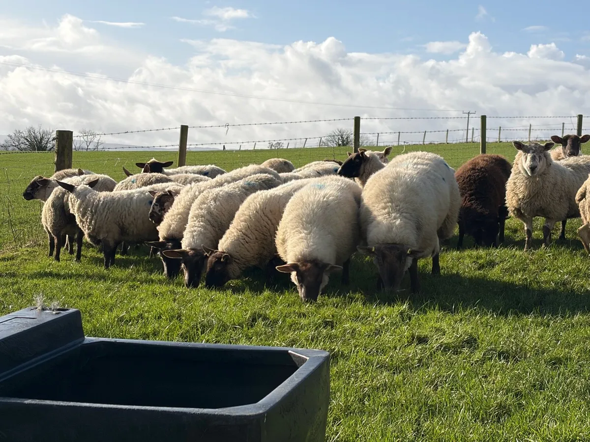 Ewes in lamb - Image 3