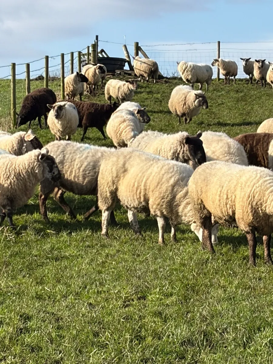 Ewes in lamb - Image 4
