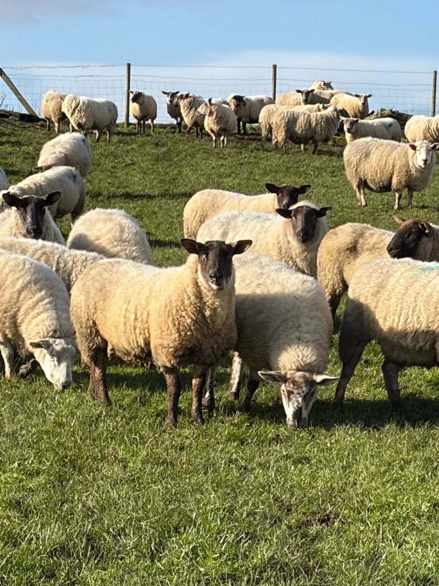 Ewes in lamb - Image 1