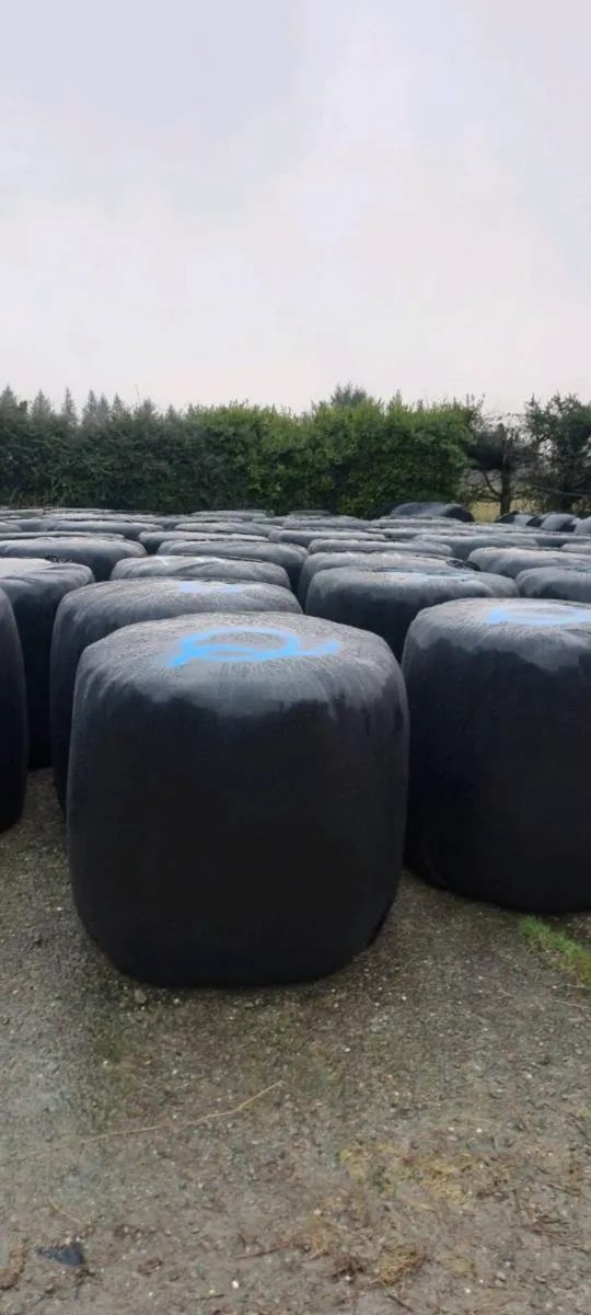 Silage Bales - Image 2