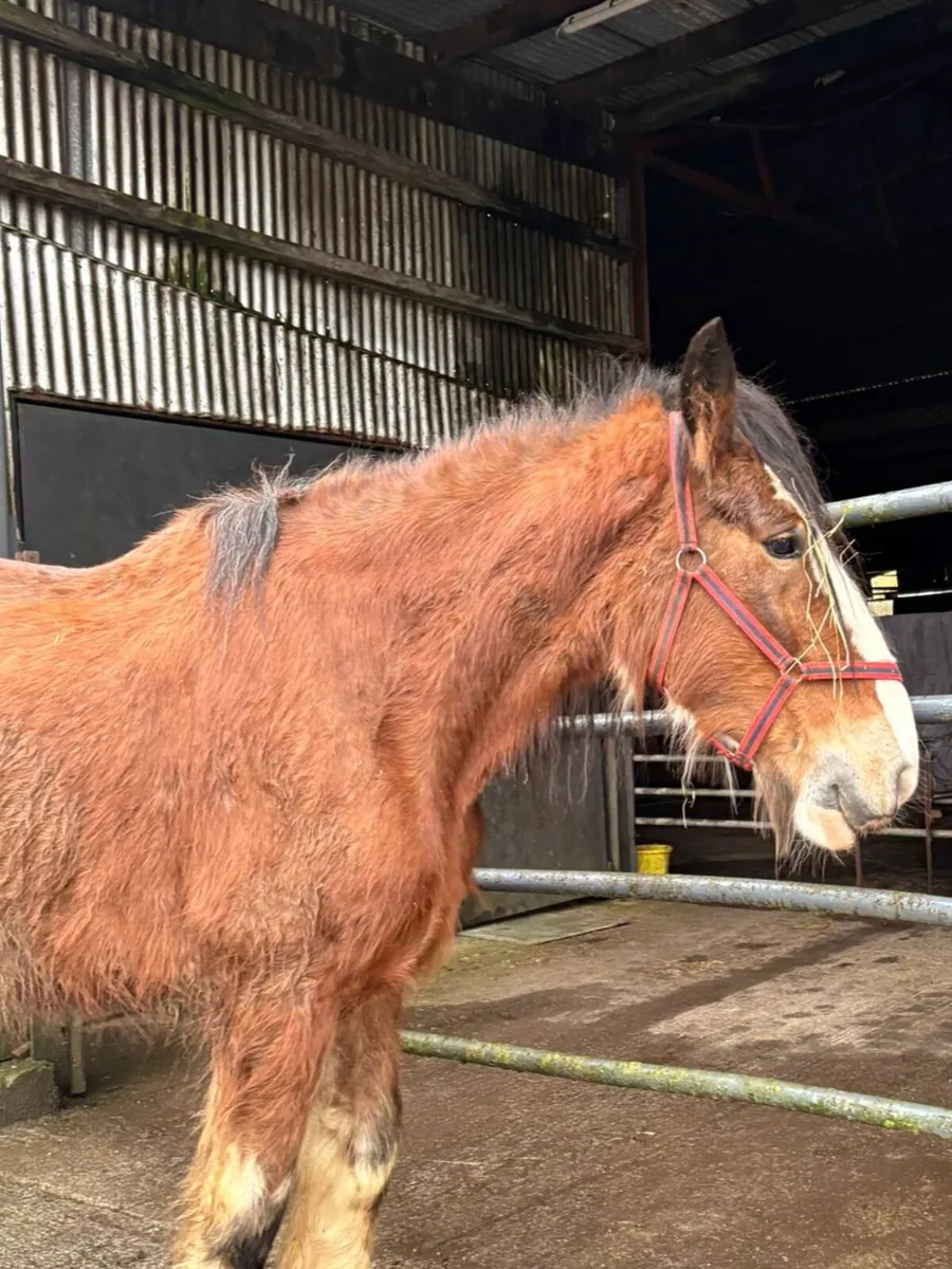 Clyde Mare - Image 2