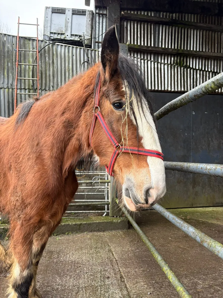 Clyde Mare - Image 1