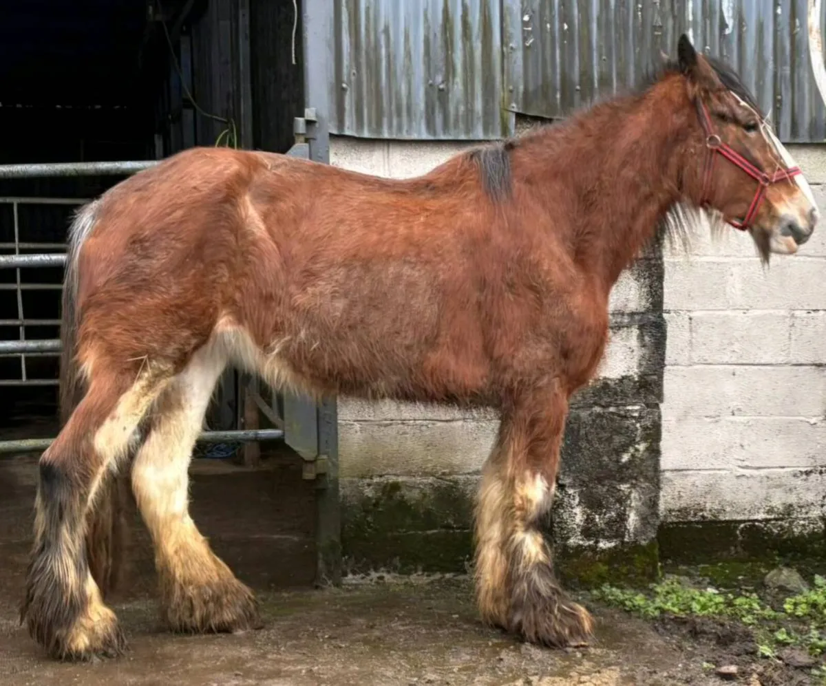 Clyde Mare - Image 3