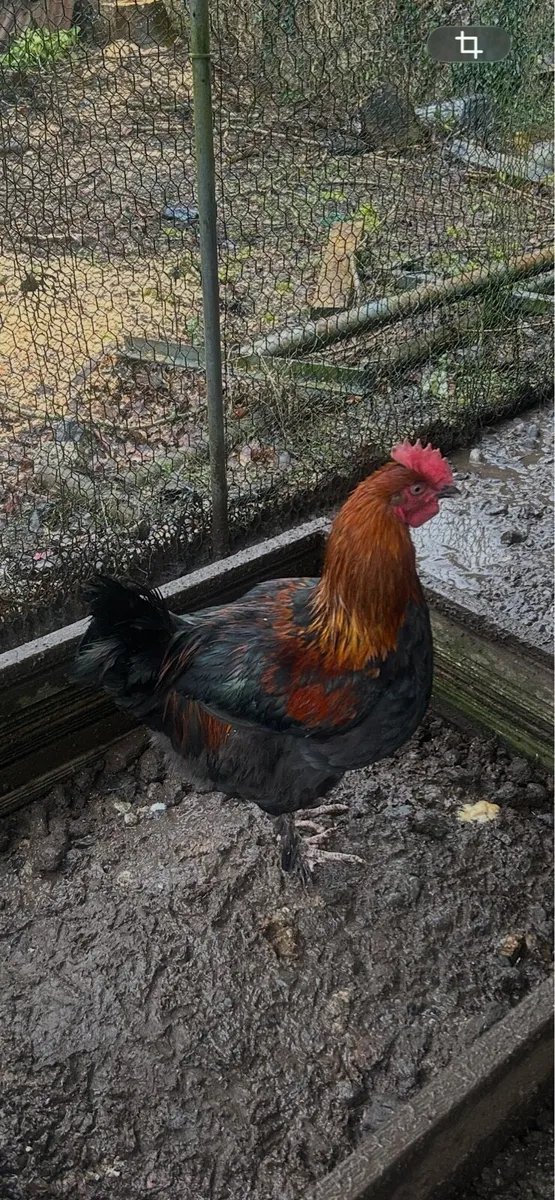 Young rooster - Image 3