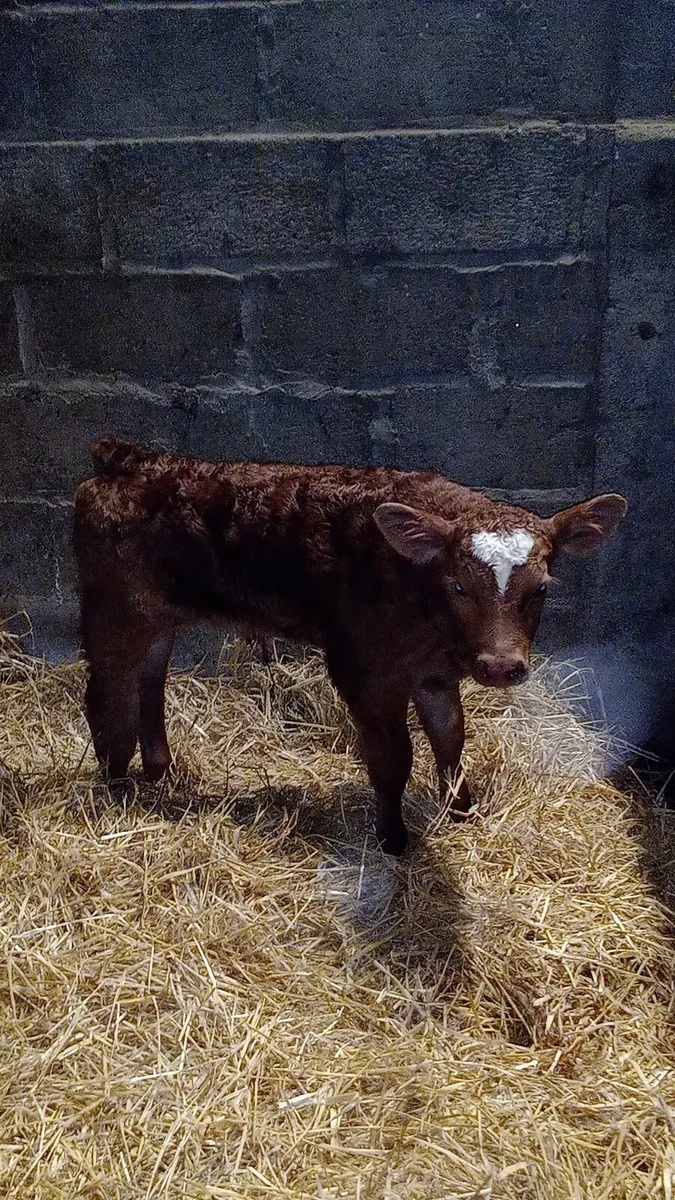 Red Angus Aubrac calves - Image 1