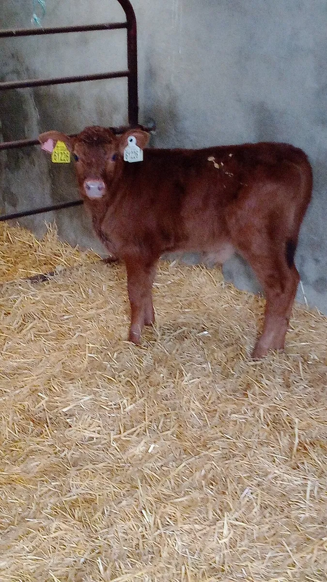 Red Angus Aubrac calves - Image 4