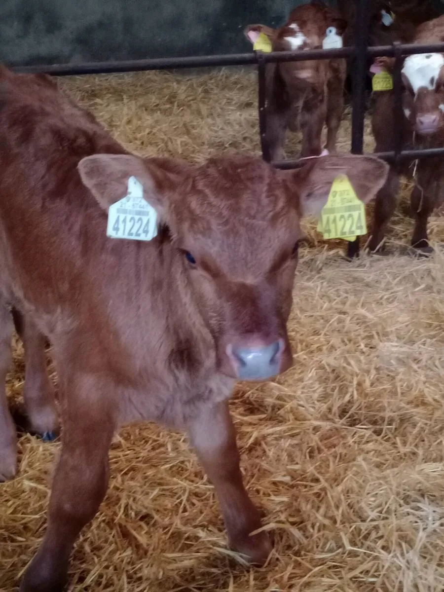 Red Angus & Montbeliarde calves - Image 4