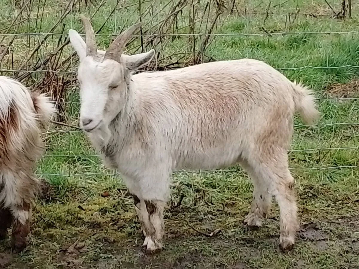 Goats - Image 2