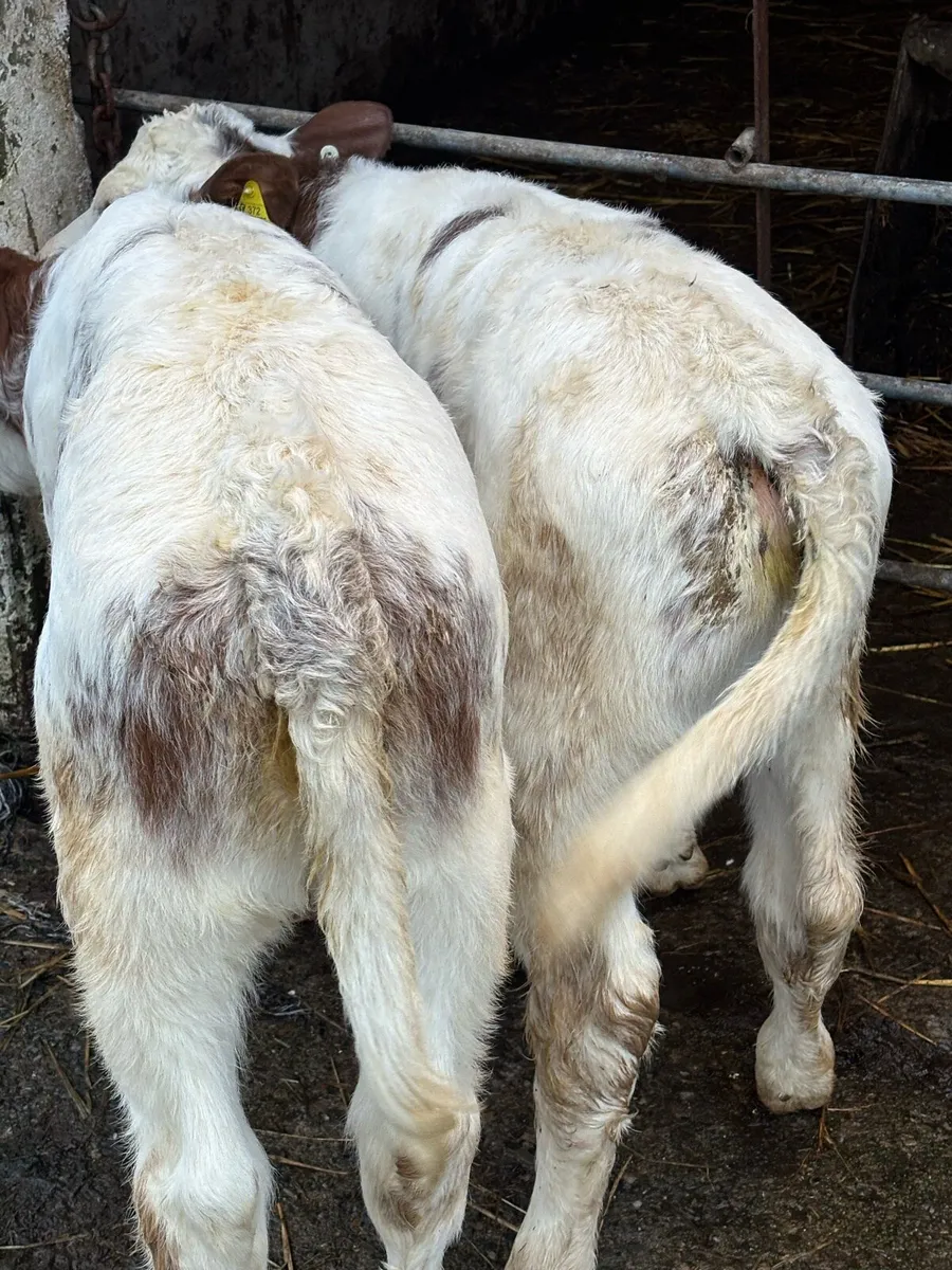 🔥🔥OUTSTANDING ROAN HEIFERS 🔥🔥 - Image 1