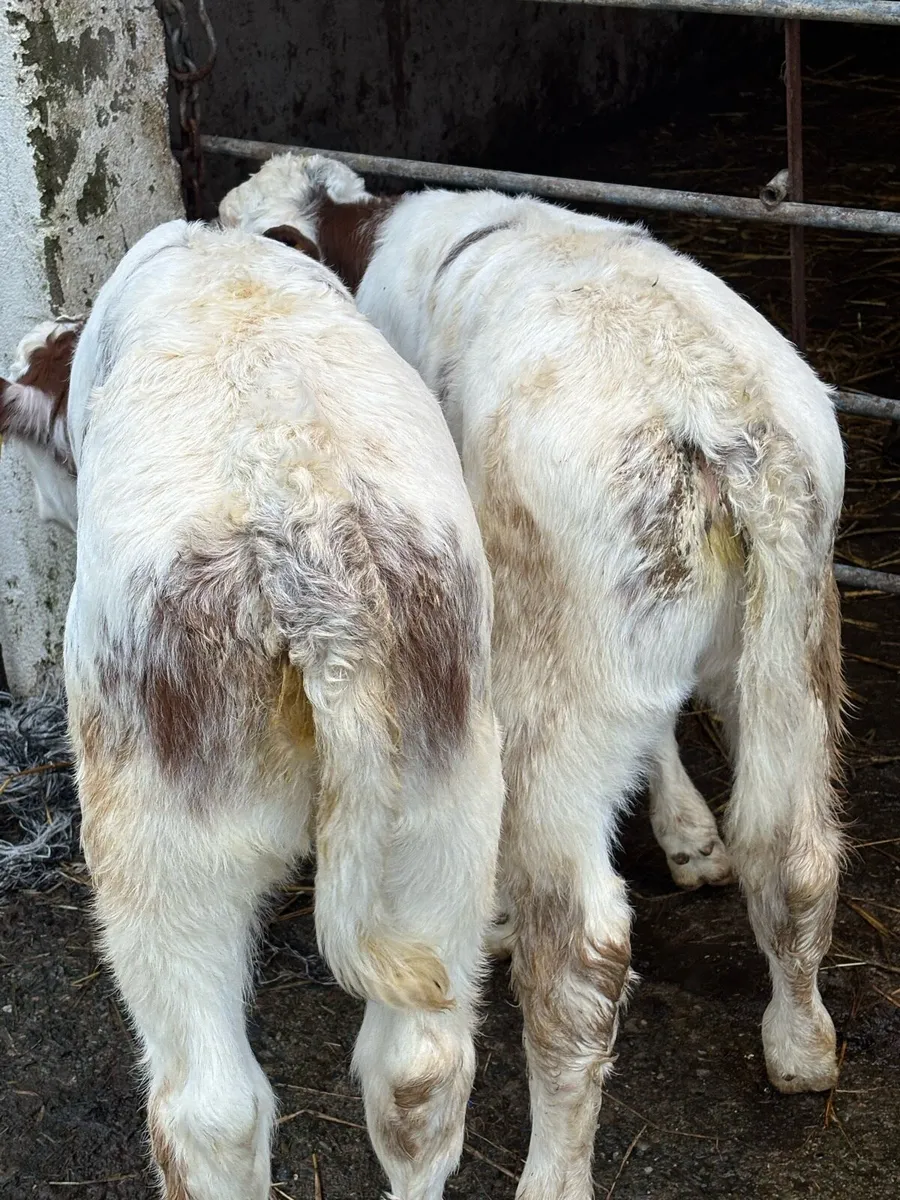 🔥🔥OUTSTANDING ROAN HEIFERS 🔥🔥 - Image 2