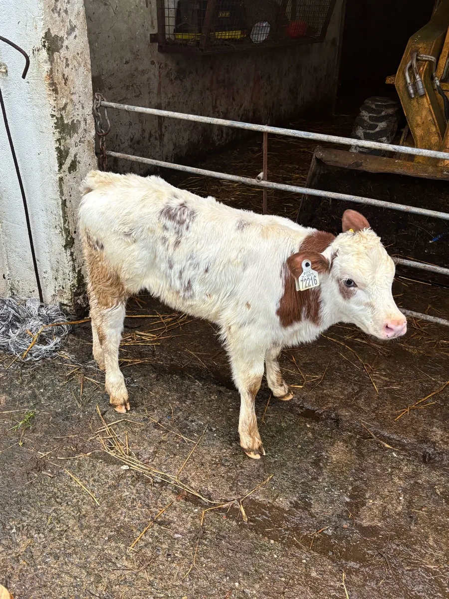 🔥🔥OUTSTANDING ROAN HEIFERS 🔥🔥 - Image 3