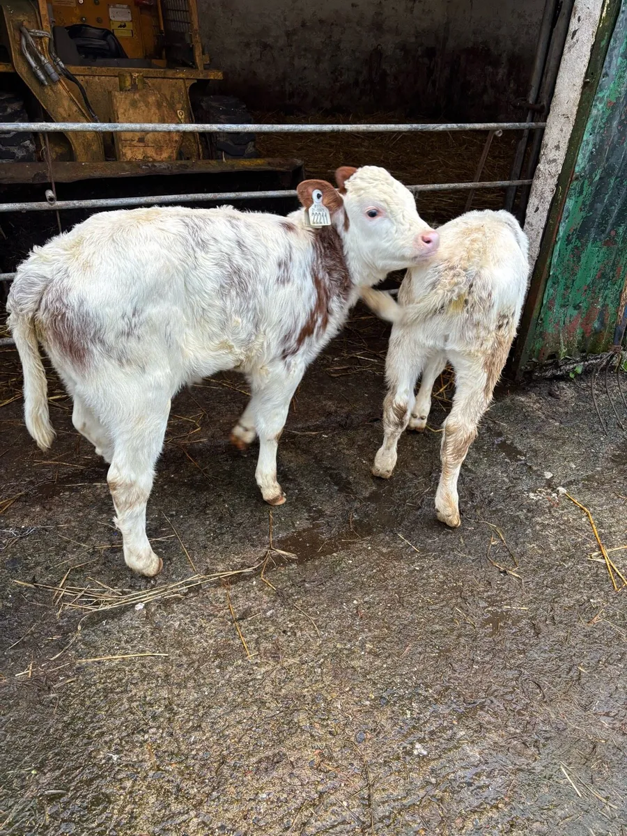 🔥🔥OUTSTANDING ROAN HEIFERS 🔥🔥 - Image 4