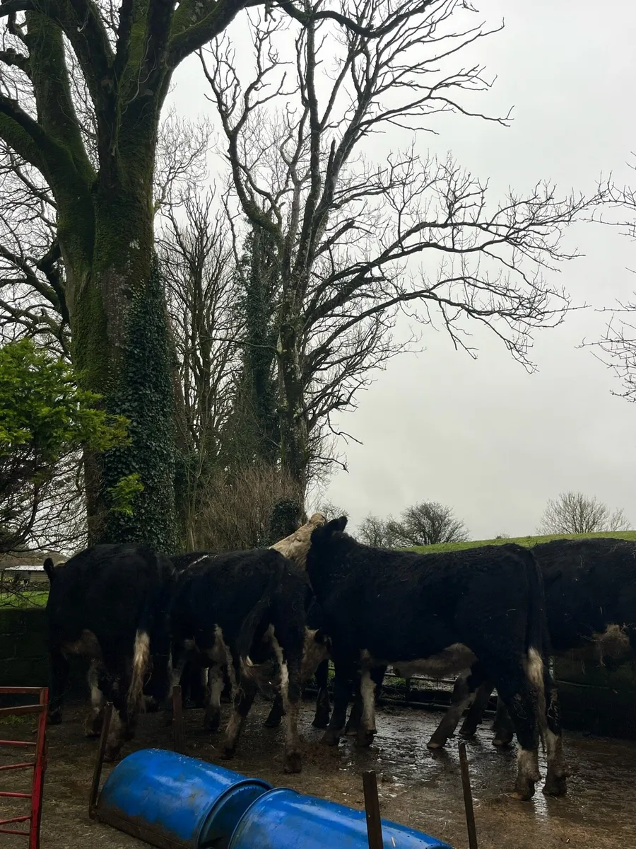 11 Outlier Hereford Cross Bullocks approx 550kg - Image 1
