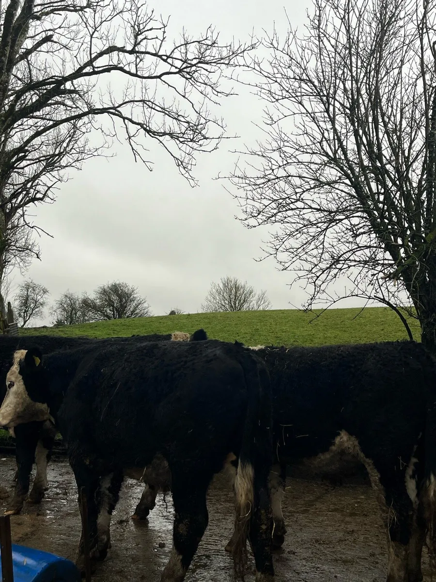 11 Outlier Hereford Cross Bullocks approx 550kg - Image 2