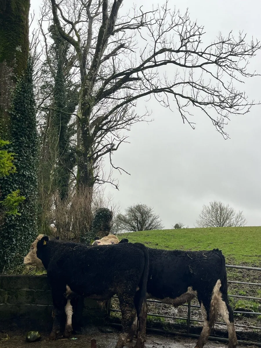 11 Outlier Hereford Cross Bullocks approx 550kg - Image 3