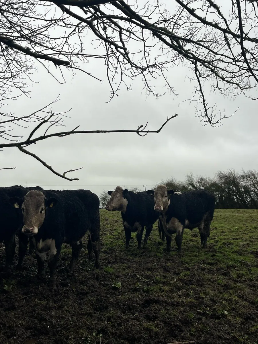 11 Outlier Hereford Cross Bullocks approx 550kg - Image 4