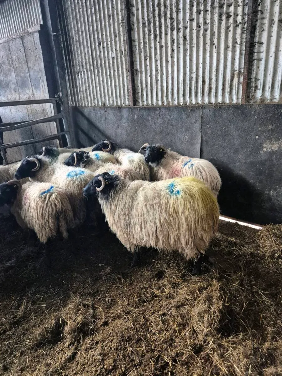 Hoggets/Young ewes - Image 1