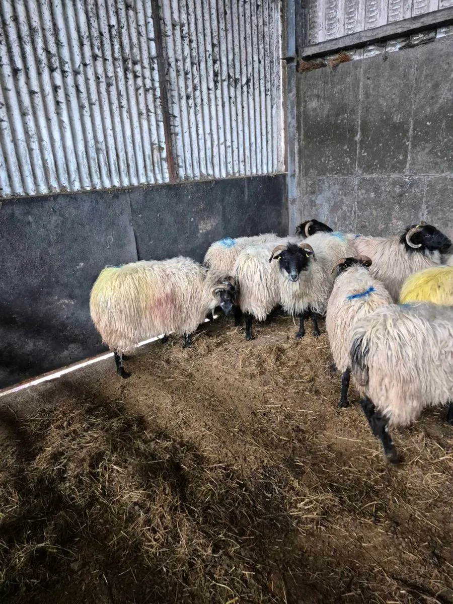 Hoggets/Young ewes - Image 3