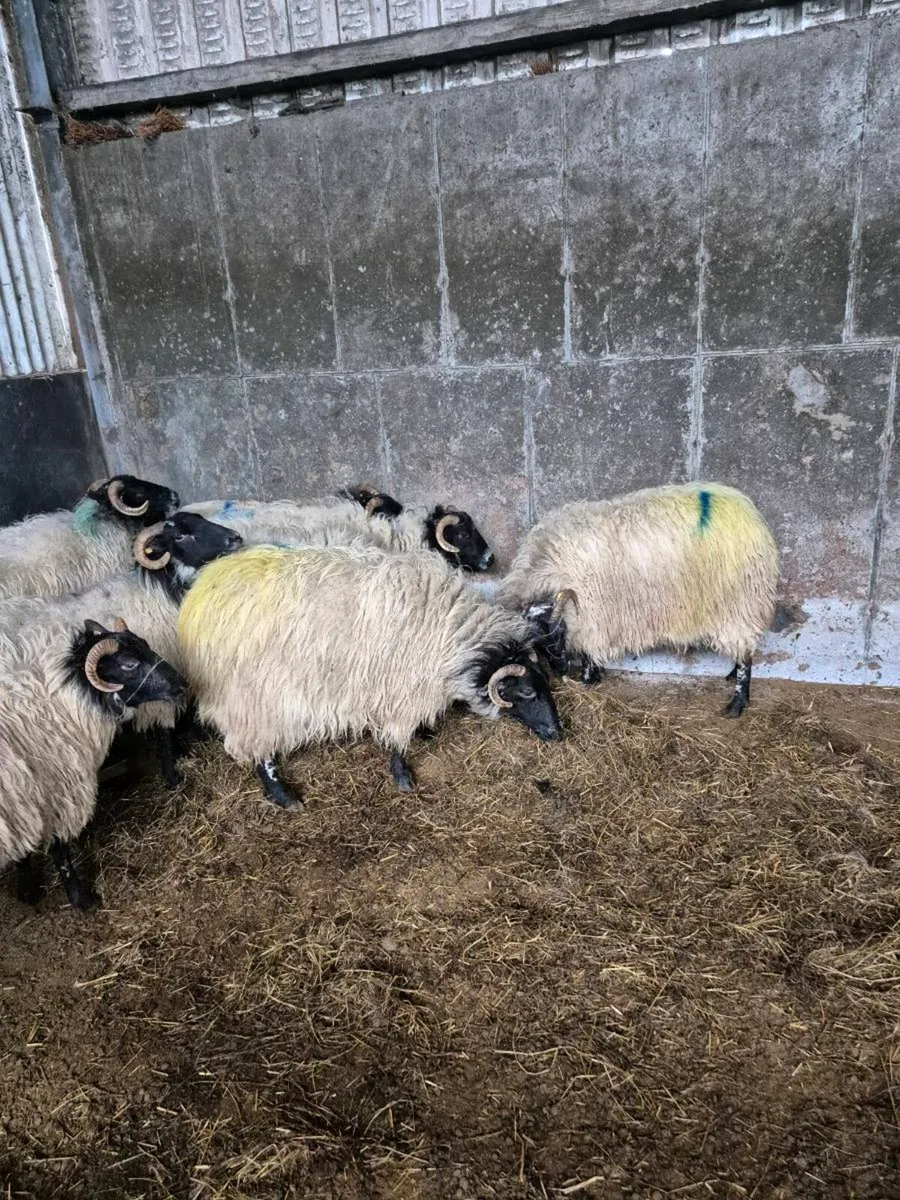 Hoggets/Young ewes - Image 4