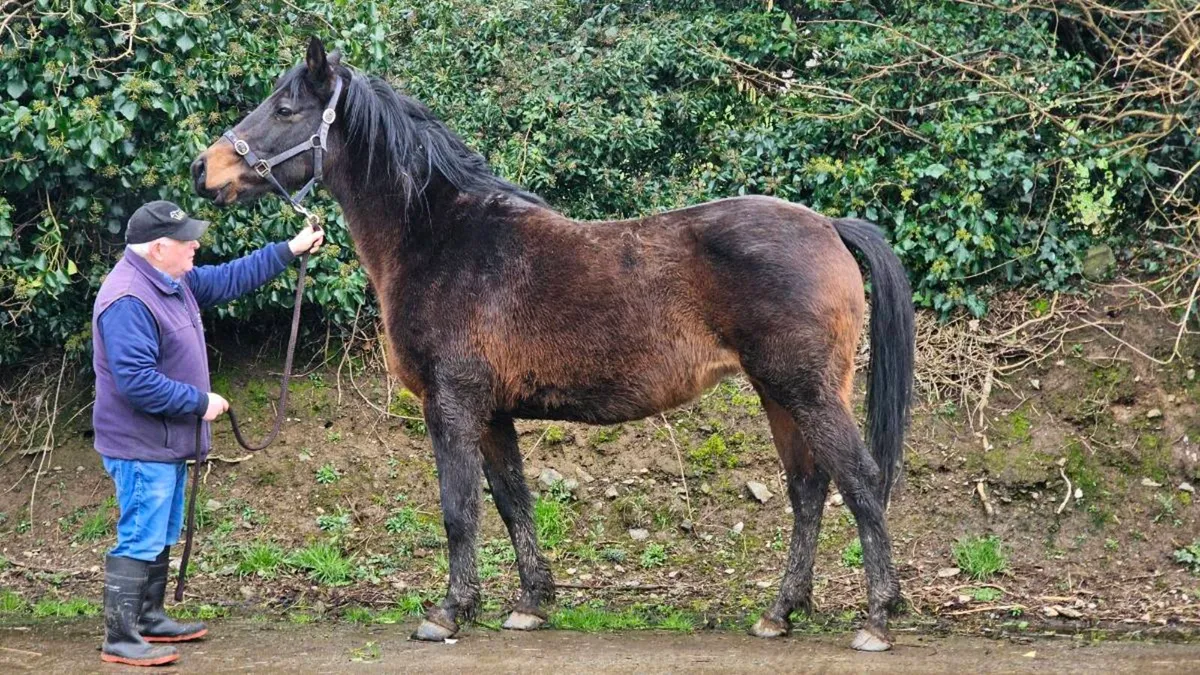 ISH Broodmare / Recepient - Image 1