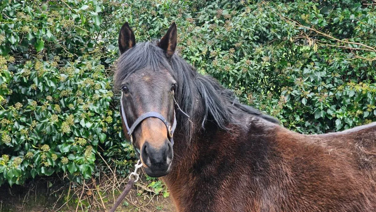 ISH Broodmare / Recepient - Image 2