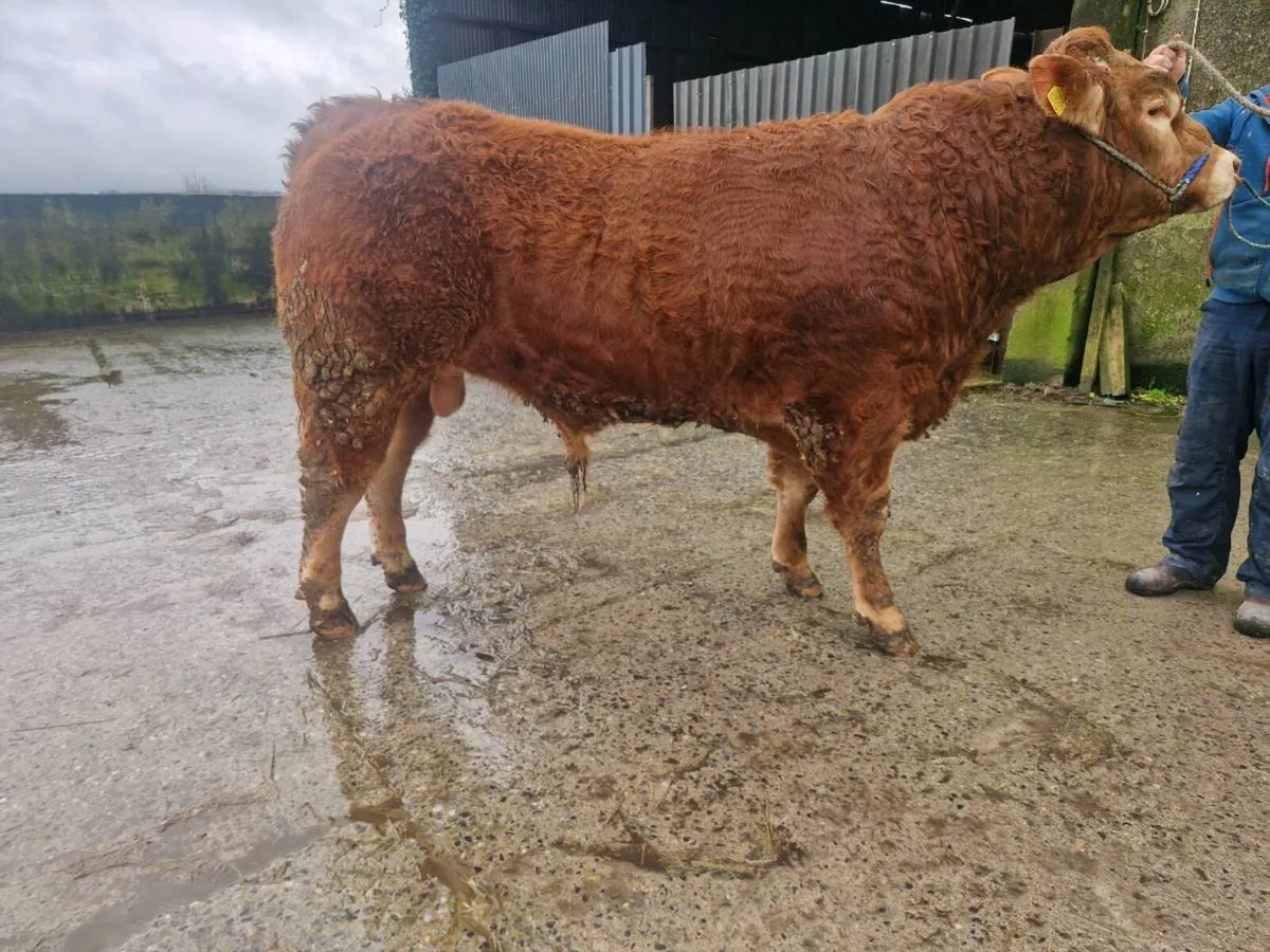 Limousin bull - Image 1