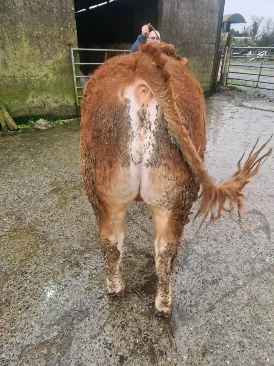 Limousin bull - Image 2