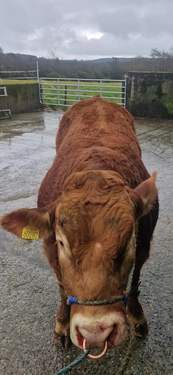 Limousin bull - Image 3