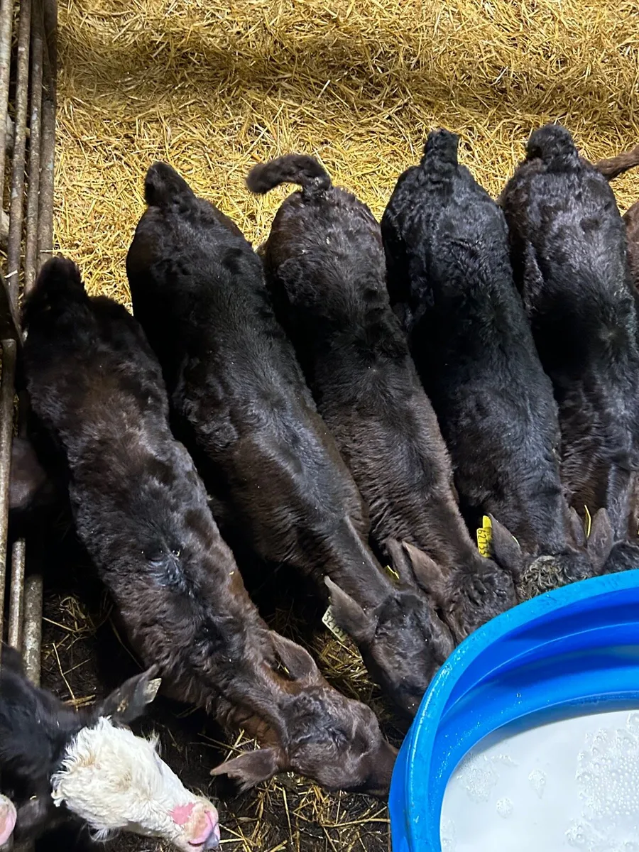 8 limosin suck calves - Image 2