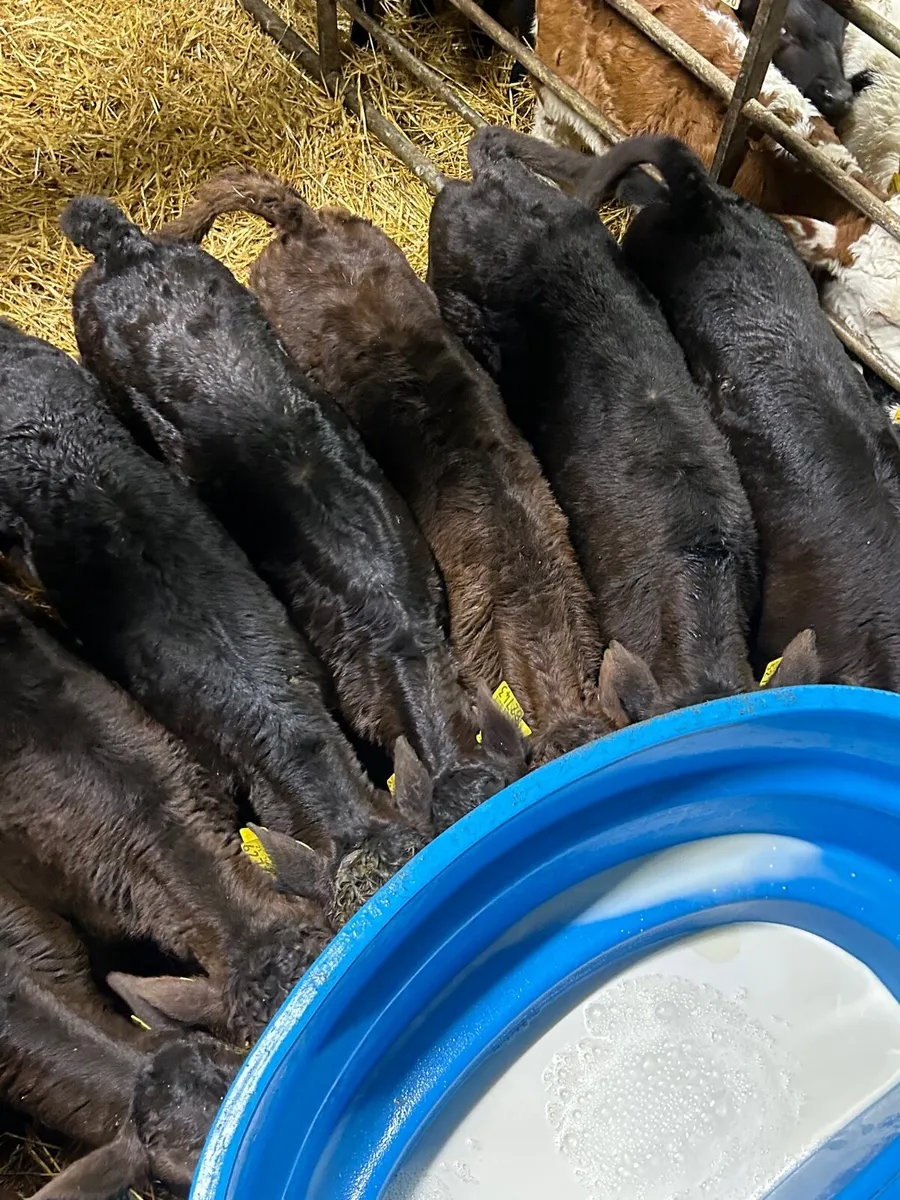 8 limosin suck calves - Image 1