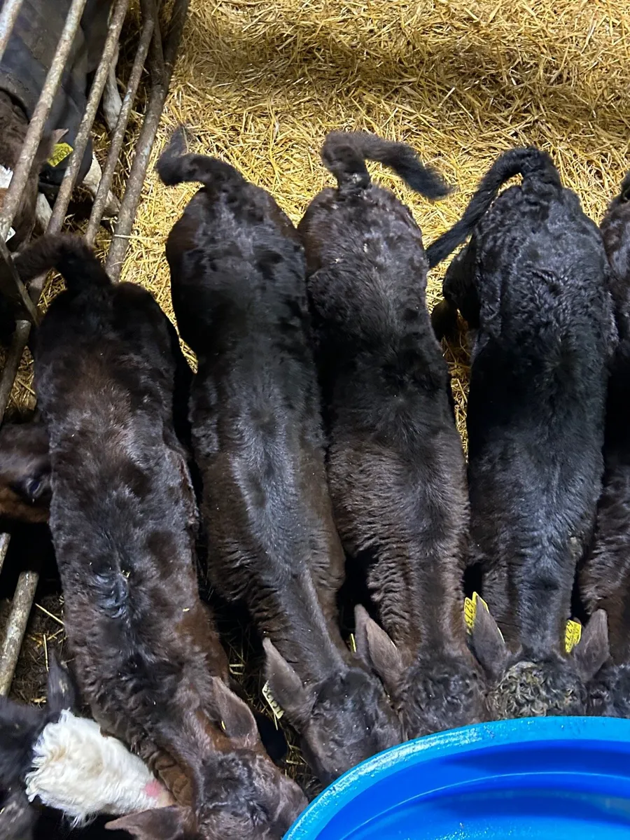 8 limosin suck calves - Image 3