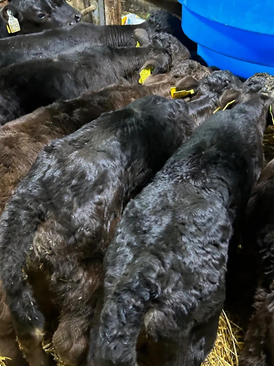 8 limosin suck calves - Image 4