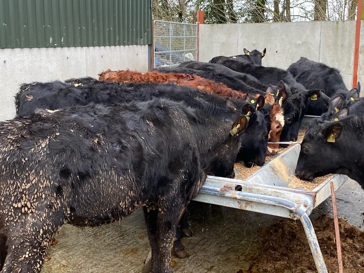 14 Angus Heifers 300kg @ Lissava - Image 1