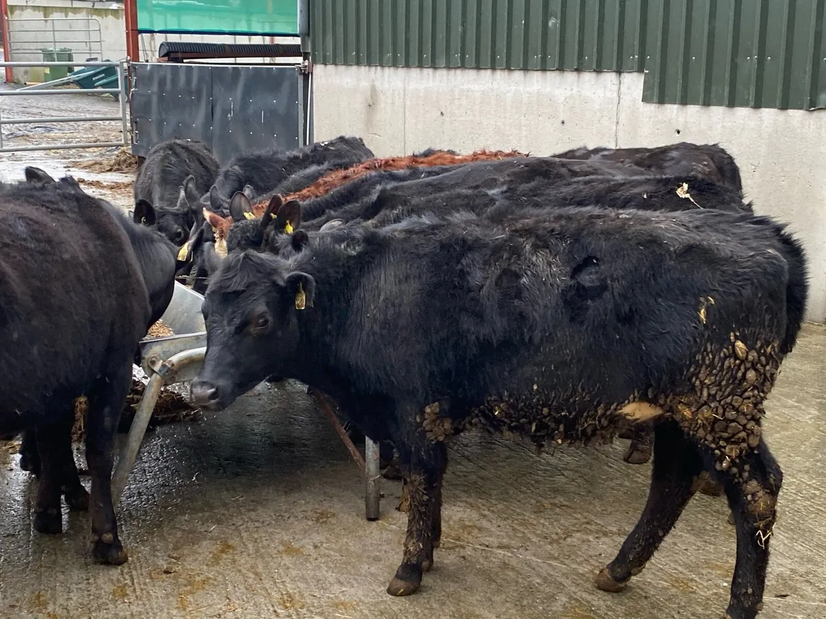 14 Angus Heifers 300kg @ Lissava - Image 2