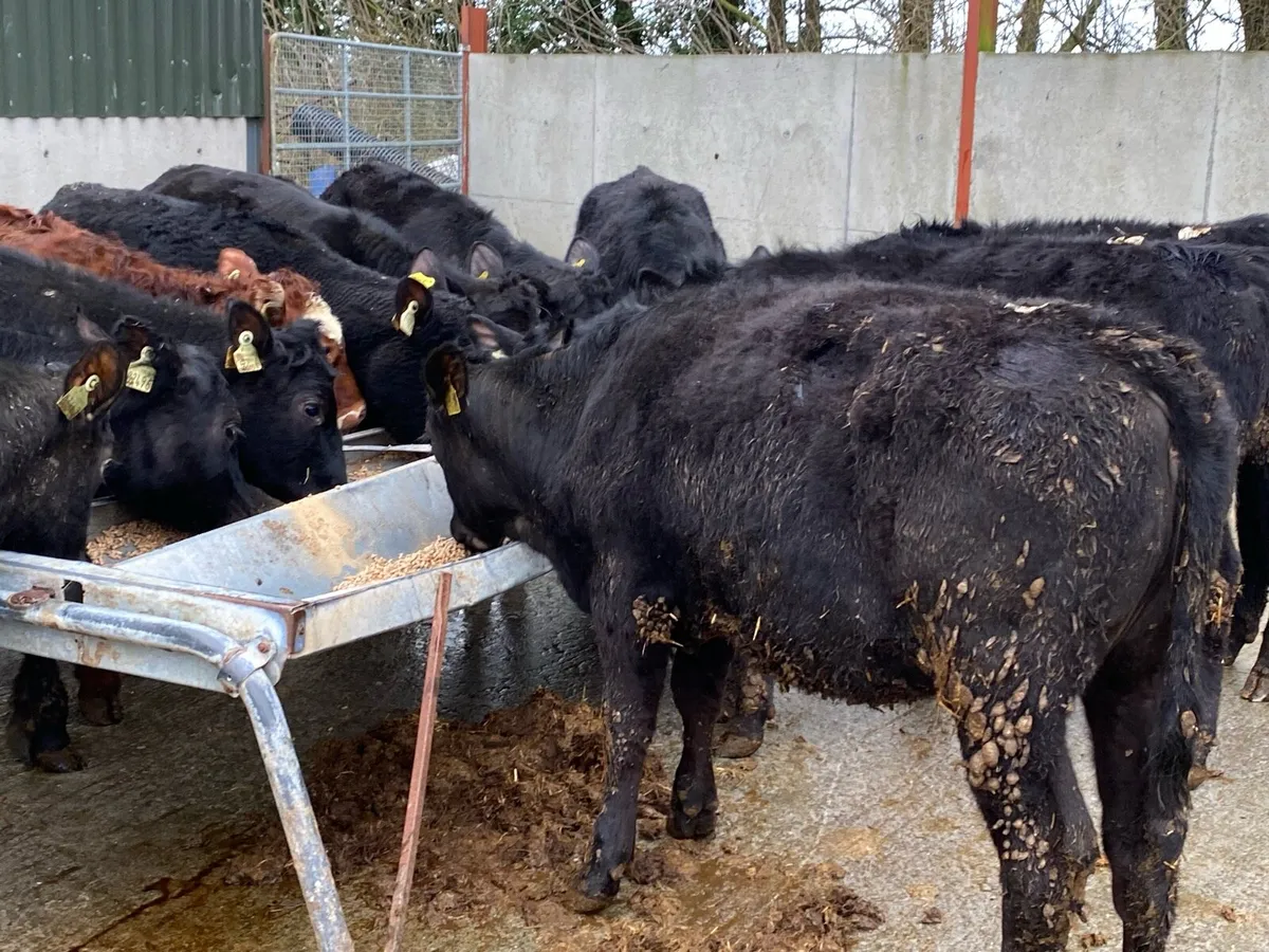 14 Angus Heifers 300kg @ Lissava - Image 3