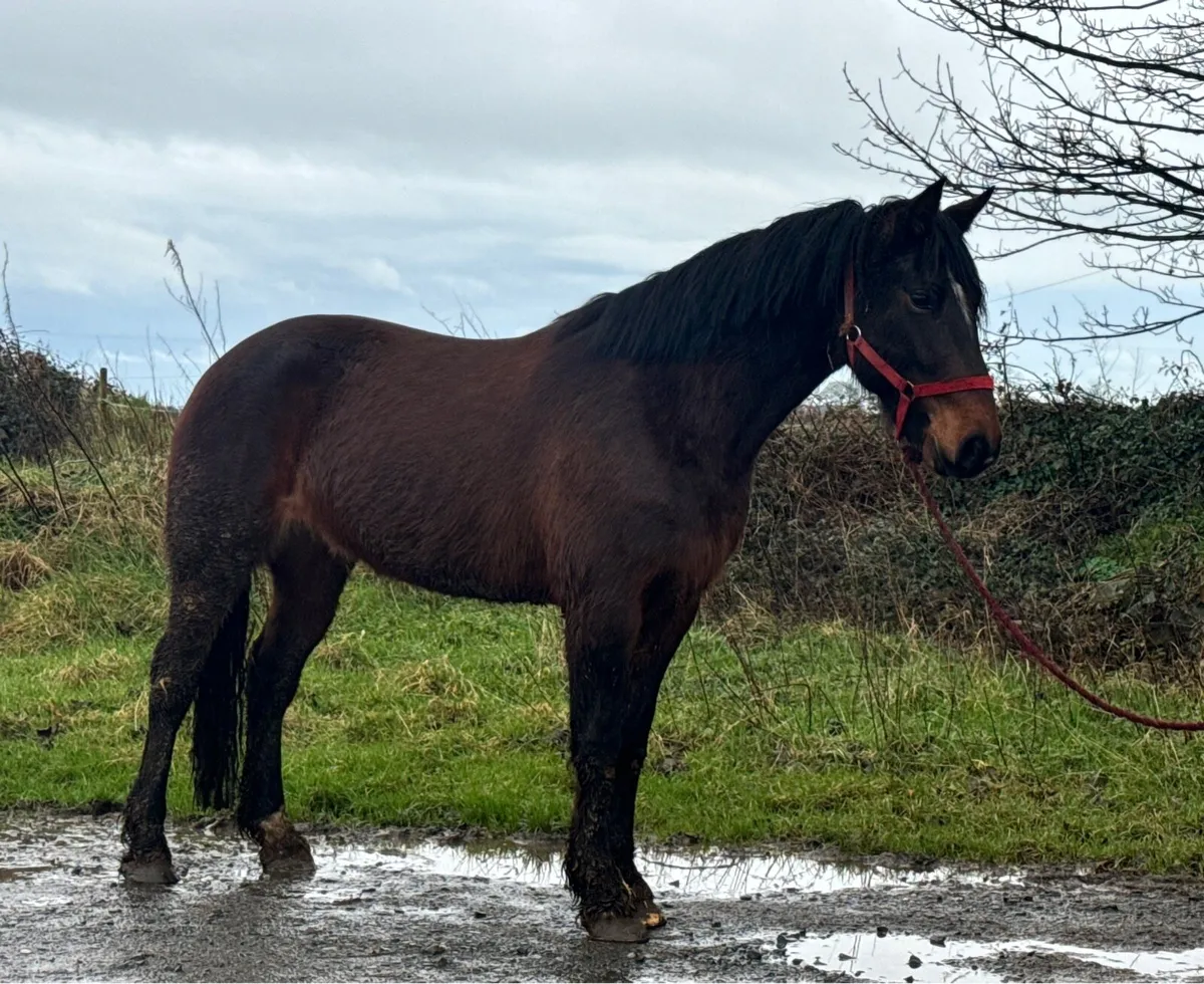 15hh 5yo broken & riding - Image 1