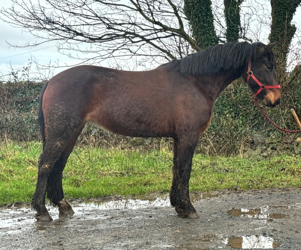 15hh 5yo broken & riding - Image 2