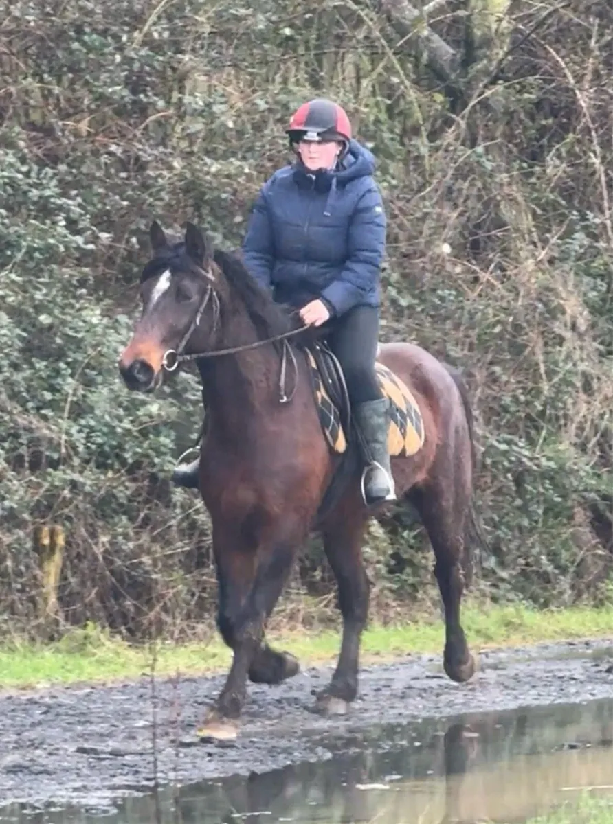 15hh 5yo broken & riding - Image 3