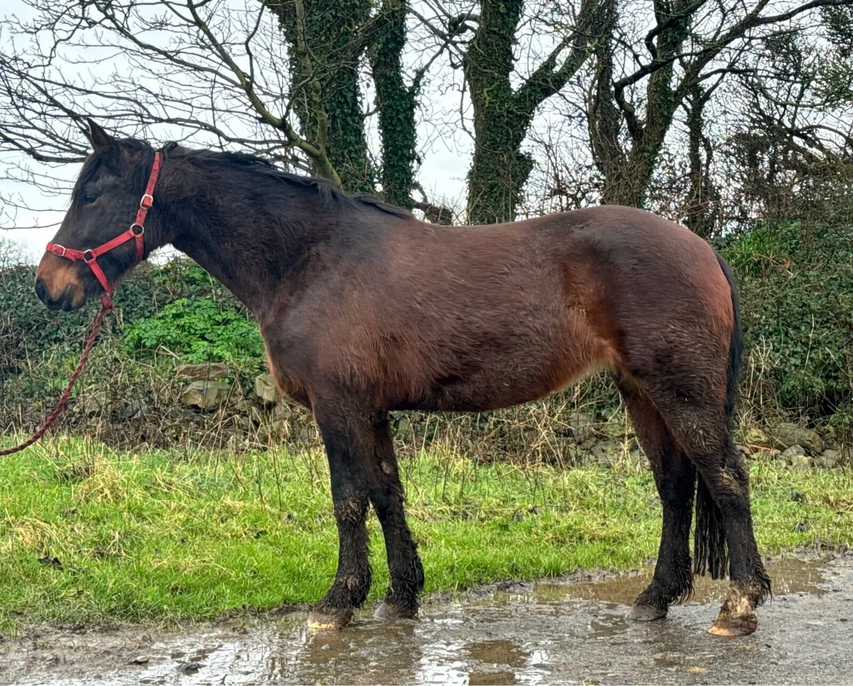 15hh 5yo broken & riding - Image 4